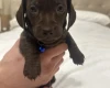 Dachshund (Miniature Smooth Haired)