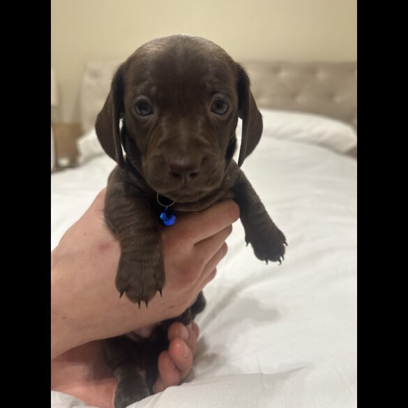 Dachshund (Miniature Smooth Haired)