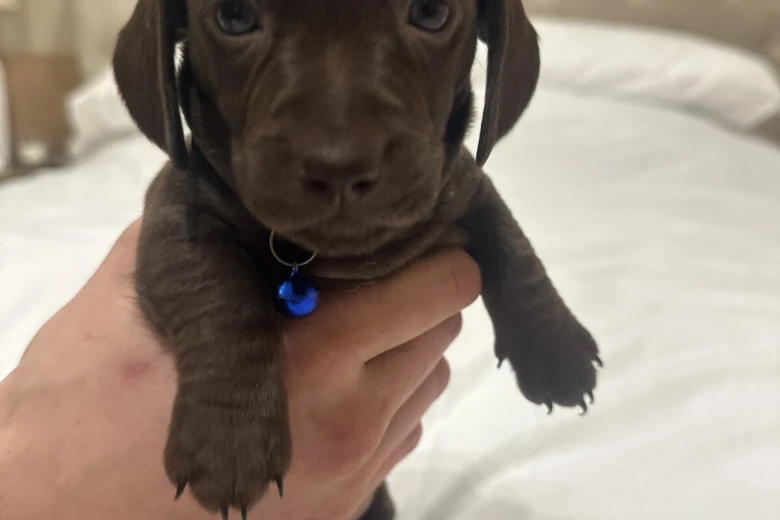 Dachshund (Miniature Smooth Haired)