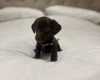 Dachshund (Miniature Smooth Haired)