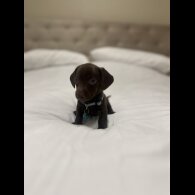 Dachshund (Miniature Smooth Haired)