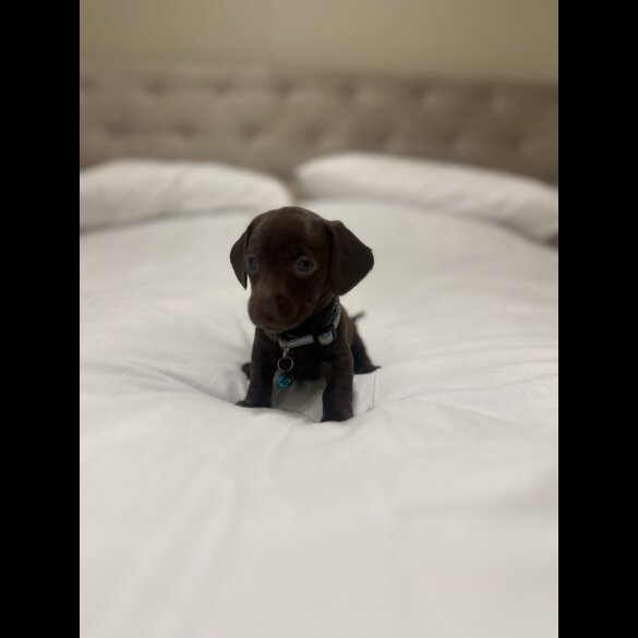 Dachshund (Miniature Smooth Haired)