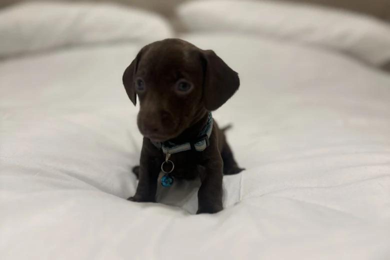 Dachshund (Miniature Smooth Haired)