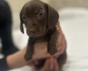 Dachshund (Miniature Smooth Haired)