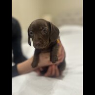 Dachshund (Miniature Smooth Haired)