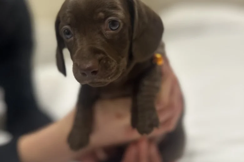 Dachshund (Miniature Smooth Haired)