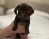 Dachshund (Miniature Smooth Haired)