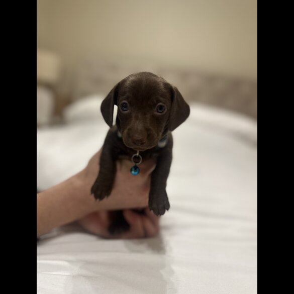 Dachshund (Miniature Smooth Haired)