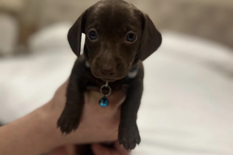 Dachshund (Miniature Smooth Haired)