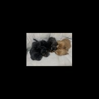 Cocker Spaniel (Show)