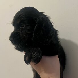 Cocker Spaniel (Show)