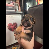 Staffordshire Bull Terrier