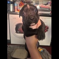 Staffordshire Bull Terrier