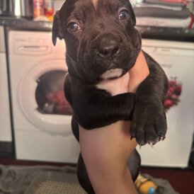 Staffordshire Bull Terrier