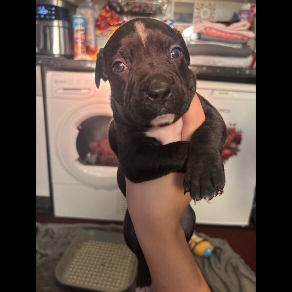 Staffordshire Bull Terrier