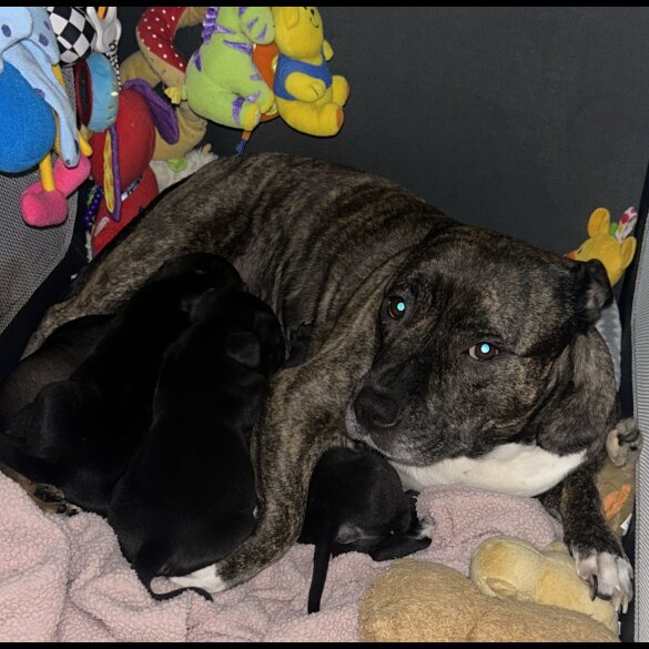 Staffordshire Bull Terrier