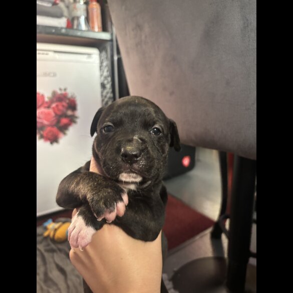 Staffordshire Bull Terrier