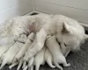 White Swiss Shepherd Dog