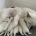 White Swiss Shepherd Dog