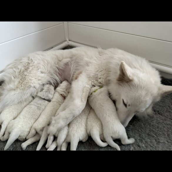 White Swiss Shepherd Dog