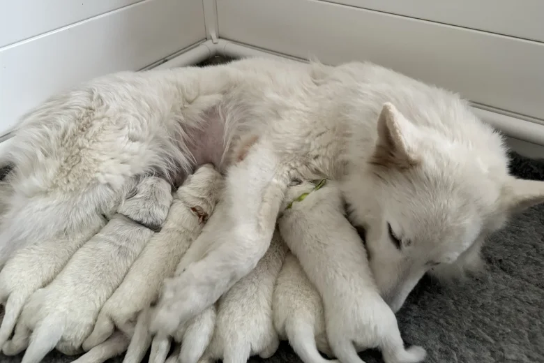 White Swiss Shepherd Dog