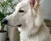 White Swiss Shepherd Dog