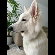 White Swiss Shepherd Dog