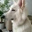 White Swiss Shepherd Dog