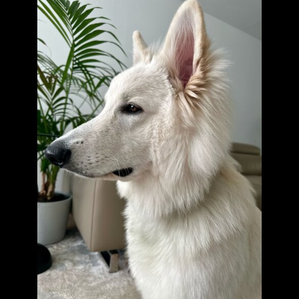 White Swiss Shepherd Dog