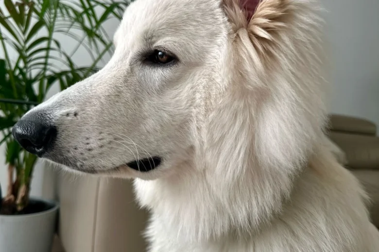 White Swiss Shepherd Dog