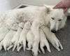 White Swiss Shepherd Dog