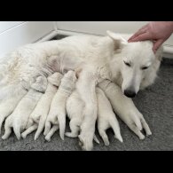 White Swiss Shepherd Dog