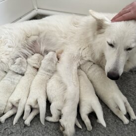 White Swiss Shepherd Dog