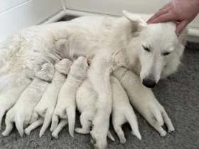 White Swiss Shepherd Dog