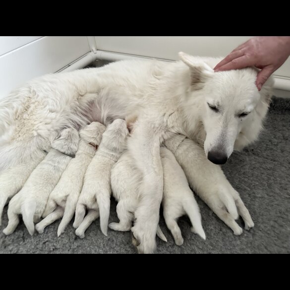 White Swiss Shepherd Dog