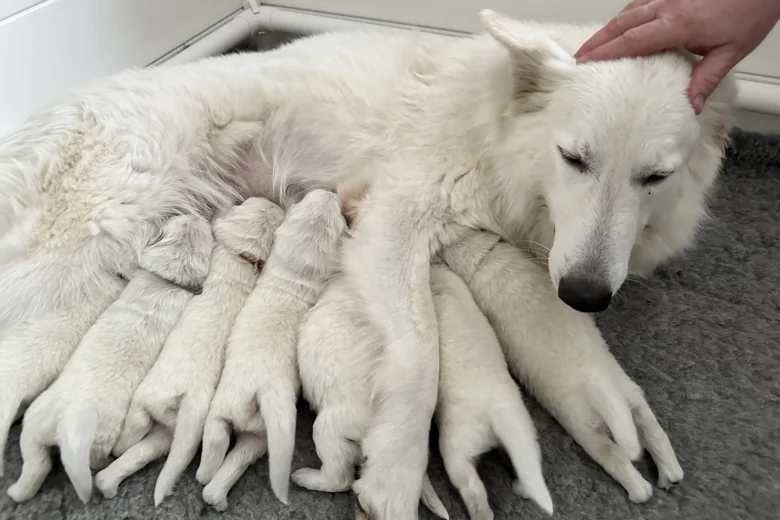 White Swiss Shepherd Dog