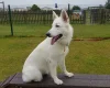 White Swiss Shepherd Dog