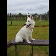 White Swiss Shepherd Dog