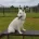 White Swiss Shepherd Dog