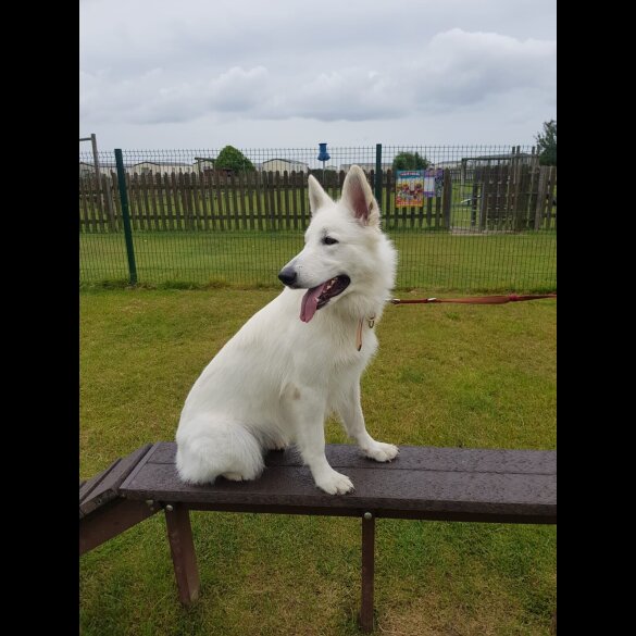 White Swiss Shepherd Dog