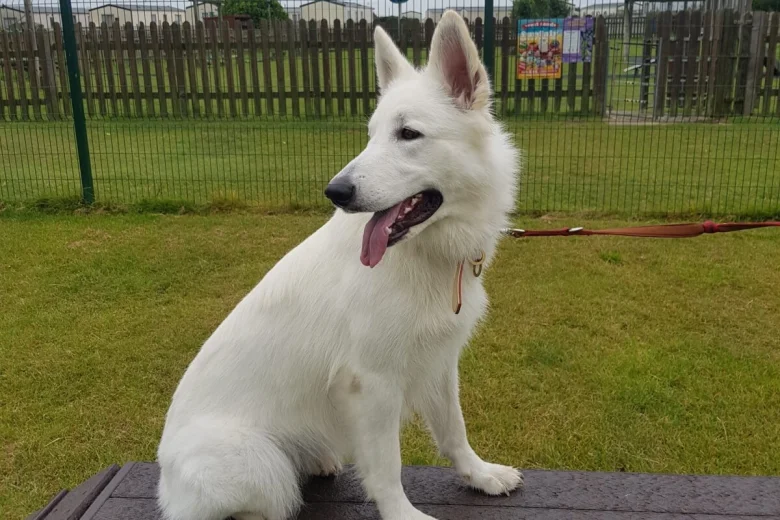 White Swiss Shepherd Dog