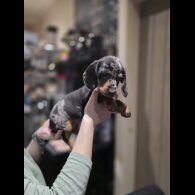 Dachshund (Miniature Smooth Haired)