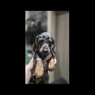 Dachshund (Miniature Smooth Haired)