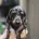 Dachshund (Miniature Smooth Haired)