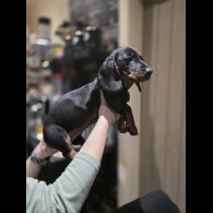 Dachshund (Miniature Smooth Haired)