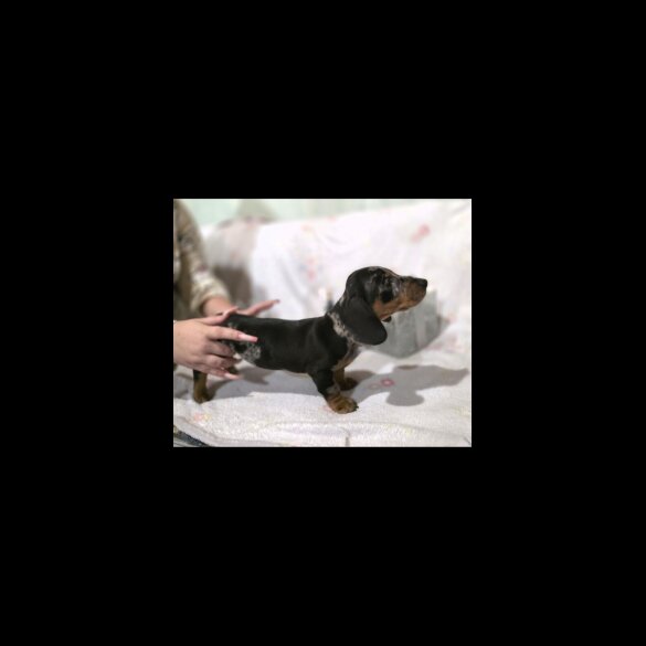 Dachshund (Miniature Smooth Haired)