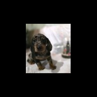 Dachshund (Miniature Smooth Haired)