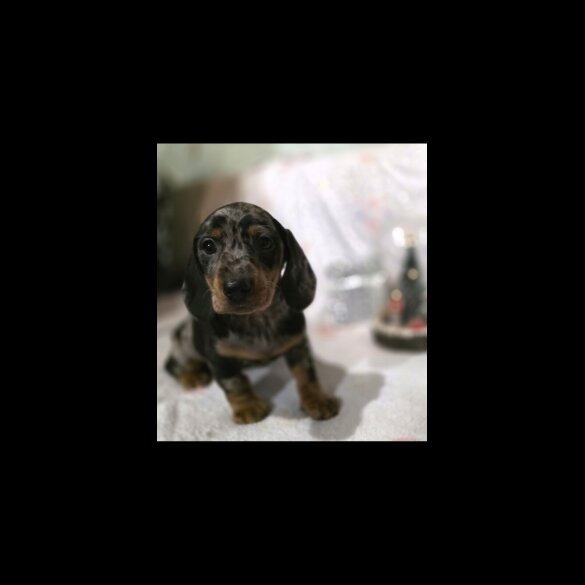 Dachshund (Miniature Smooth Haired)