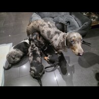 Dachshund (Miniature Smooth Haired)