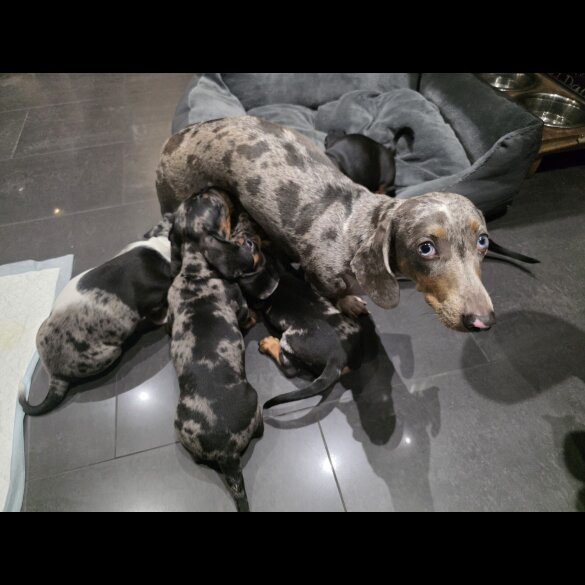 Dachshund (Miniature Smooth Haired)